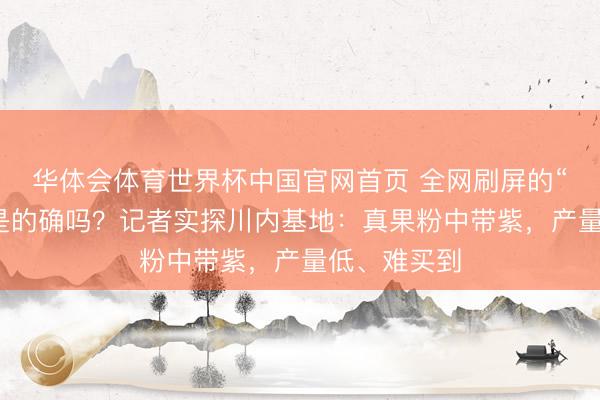 华体会体育世界杯中国官网首页 全网刷屏的“粉色蓝莓”是的确吗？记者实探川内基地：真果粉中带紫，产量低、难买到